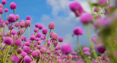 秋遇千日红 紫色花海美如画卷