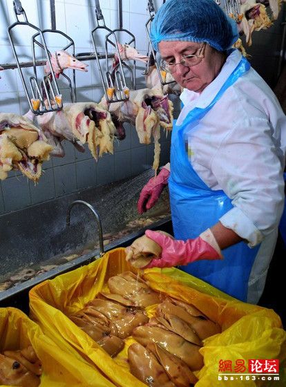 组图:揭秘顶级美味鹅肝残忍的生产过程