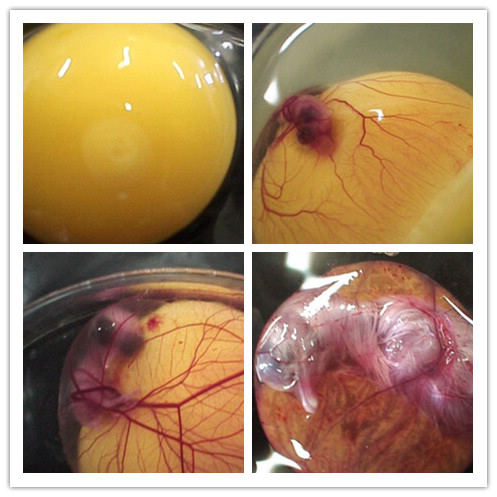 孵化鸡蛋1至21天照蛋图图片