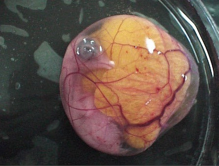 从受精到破壳 实拍鸡蛋孵出小鸡全过程【14】