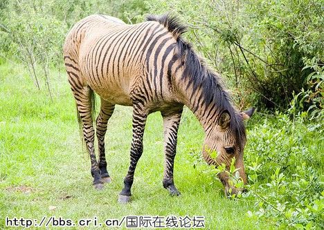 动物杂交名字图片