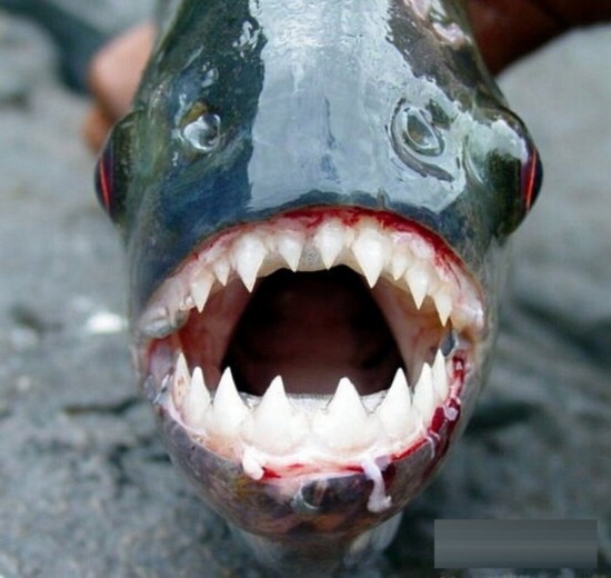 揭秘让人不寒而栗的食人鱼(组图)【4】