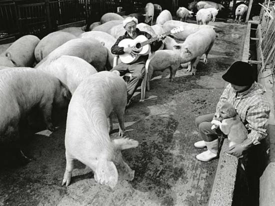 与猪共生 超有爱的日本养猪大爷(组图)