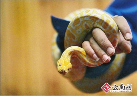 香格里拉:人蛇大战上演文化传奇