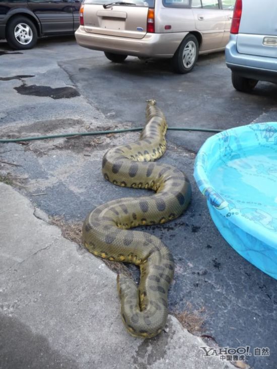 全球巨型蟒蛇大盘点 让人难以想象【31】