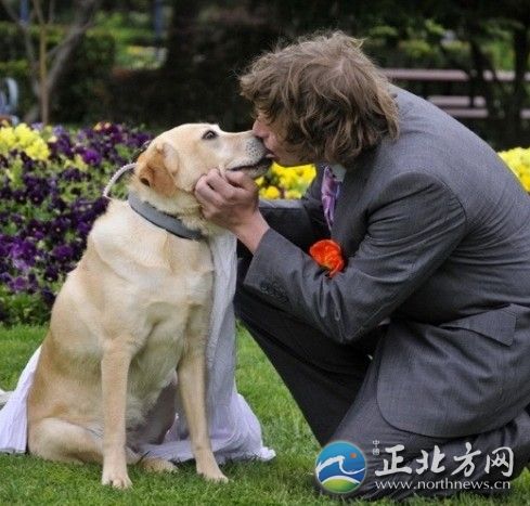 的一只拉布拉多犬"honey"在澳大利亚图文巴的劳雷尔公园举行了婚礼