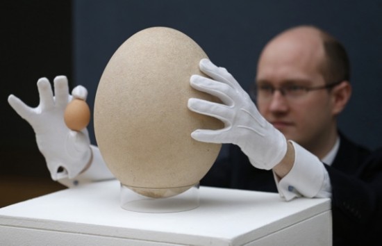 英将出售罕见巨型鸟蛋 大小是鸡蛋100倍