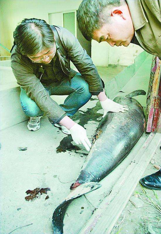 赣江发现一头死亡江豚(图)