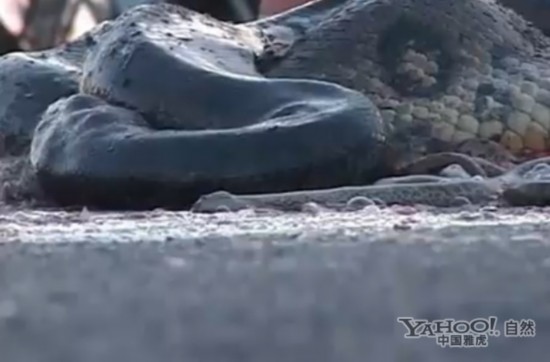 巨蟒高速公路车祸被碾碎 飞溅出多条小蛇(组图)【14】