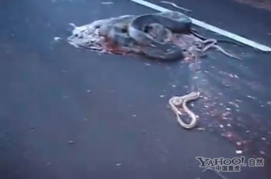 巨蟒高速公路车祸被碾碎 飞溅出多条小蛇【组图】【7】