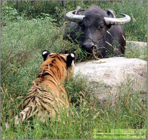 揭秘血腥的虎牛大战 凶残暴力彰显兽王风范(图)【12】