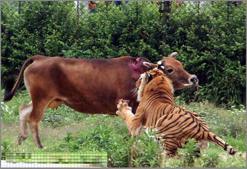 揭秘血腥的虎牛大战 凶残暴力彰显兽王风范(图)【4】
