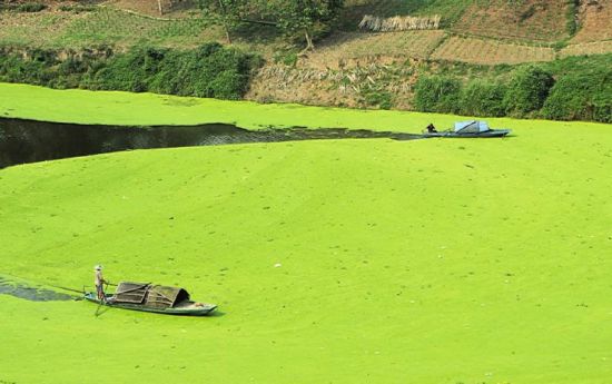 浮萍也疯狂 自贡釜溪河披上绿装