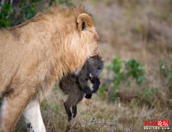 狮子扑杀各种猎物瞬间【23】