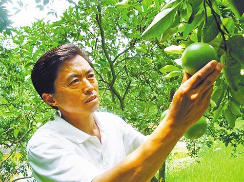 梁平龙滩柚子专业合作社支部书记,张文辉:让梁平柚不再苦和麻