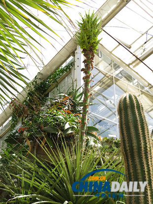 英国罕见“食羊植物”15年后首次开花 - 生物通