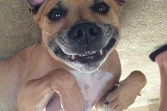 笑死人不偿命的囧狗