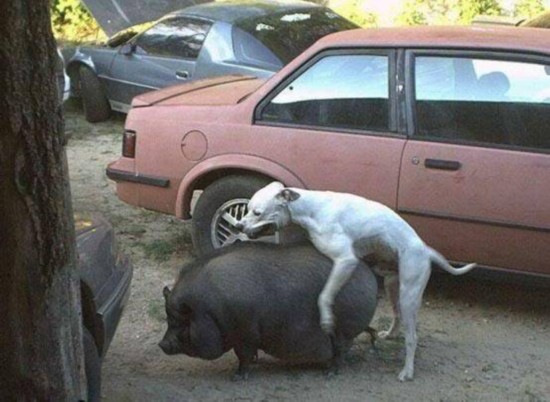 盘点动物千奇百怪交配:猴子群交与猫乱伦(图)【18】