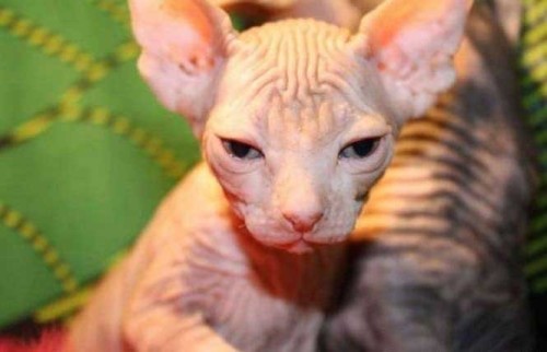 无毛猫   加拿大无毛猫有好几个名称,如斯芬克斯猫,加拿大无皮猫