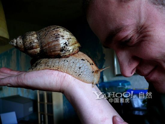 高清:令人惊异的非洲巨型蜗牛【15】