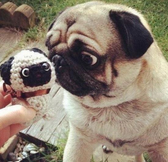 动物界"表情帝"爆笑瞬间 无敌囧样萌翻众人/图