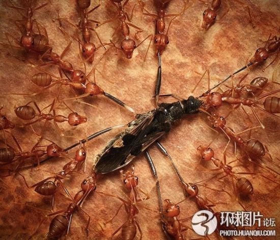 微距摄影展现蚁群围攻不速之客瞬间