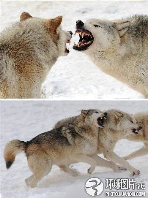 英野生动物园雪地群狼大战巨齿獠牙尽现
