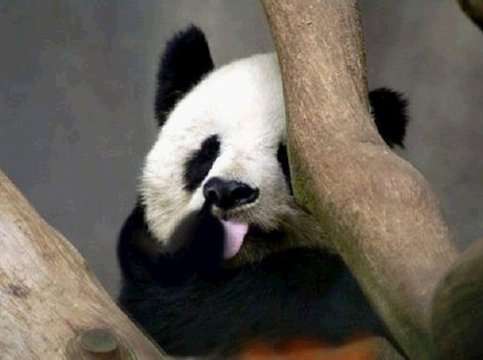 网络热传"寂寞熊猫"趣图:哥看的不是天空是寂寞【7】