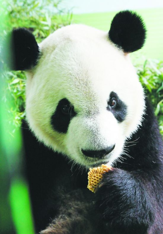 大熊猫朵朵娅祥大快朵颐过中秋(图)
