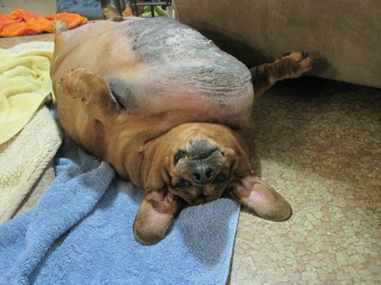 美腊肠犬减肥50斤成功瘦身4