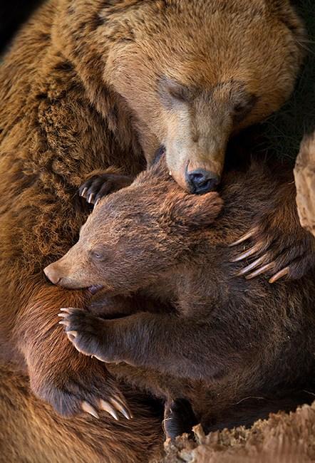 女摄影师拍动物家庭超甜蜜亲子照【9】