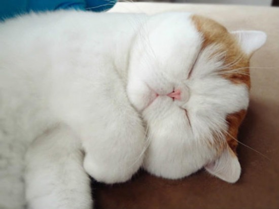 包子脸的史努比猫 丰腴身材呆萌大眼睛【13】