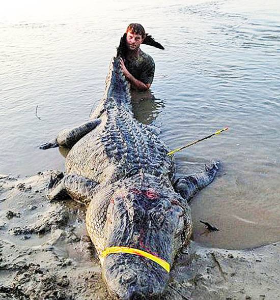 美国捕获长约4米重达330公斤巨鳄(图)