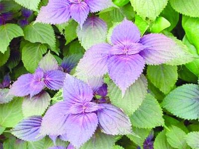 养生须知:吃紫苏叶可抗风寒