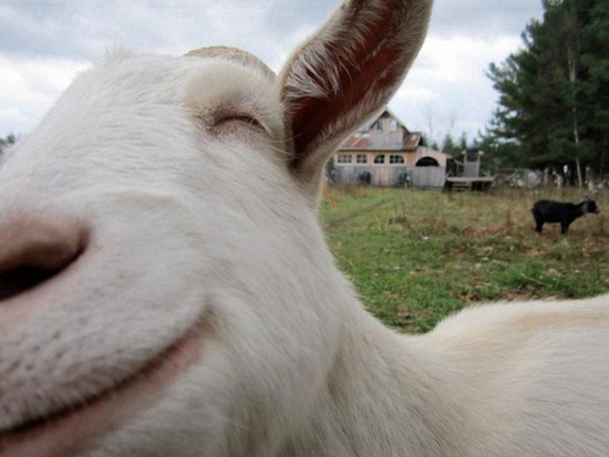 "百变"山羊羔的呆萌生活【12】