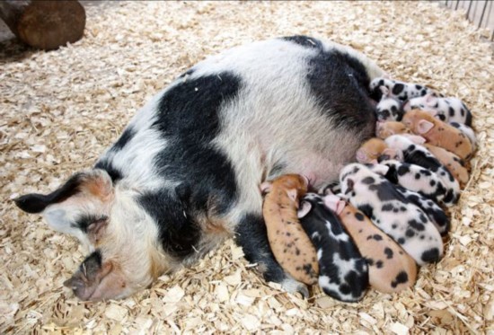 英超级母猪一胎生下16只小猪崽