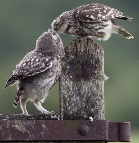 猫头鹰妈妈喂食似亲吻 冬日温情温暖人心(组图)【2】