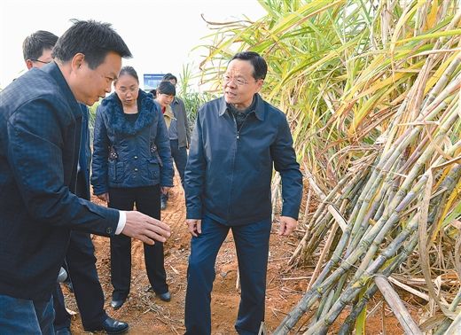 12月23日下午,自治区主席陈武来到崇左市江州区"富民工程"甘蔗高效