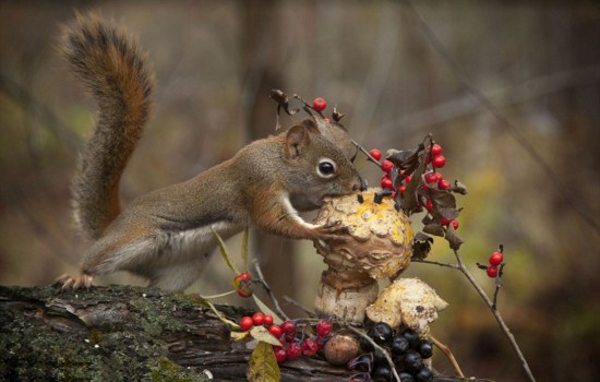 加拿大松鼠为争夺食物上演功夫秀【高清组图】【8】