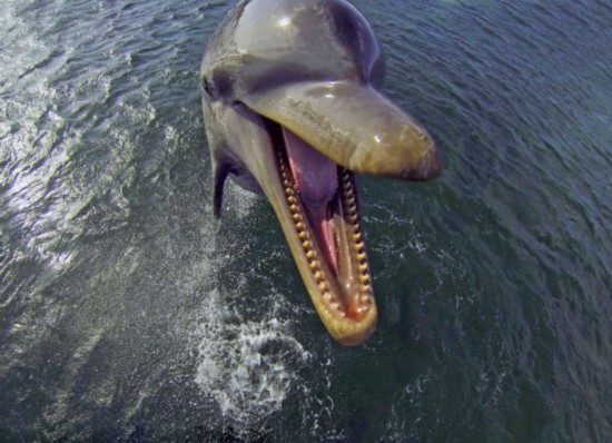 英纪录片曝海豚借河豚过"毒瘾"【5】