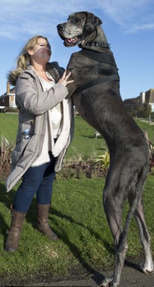 英国巨型大丹犬站高224米4