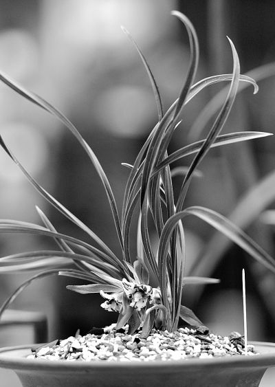 复色兰花首次亮相 解放公园兰展