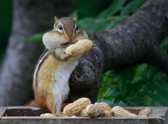 加拿大花栗鼠贪吃花生模样逗趣组图