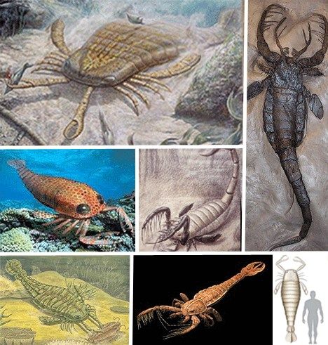 盘点自然界珍稀已灭绝动物:远古蜈蚣虫比人长(图)【9】