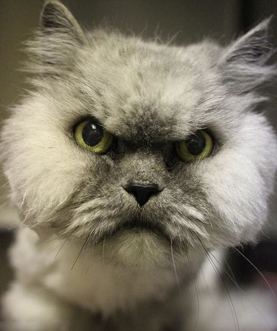 美国"愤怒猫"求收养 引来大批粉丝