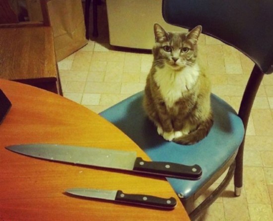 英媒刊图曝光逗趣猫咪阴险狞笑照