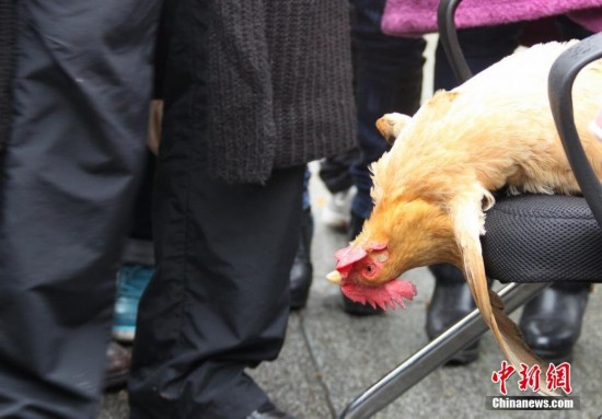 长沙上演"睡眠"行为艺术 动物被现场催眠(组图)