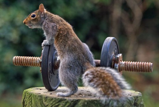 萌翻众人的大力士:英国小松鼠"举"哑铃【5】