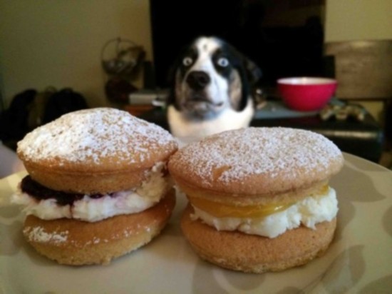 笑死人不偿命的动物(组图)