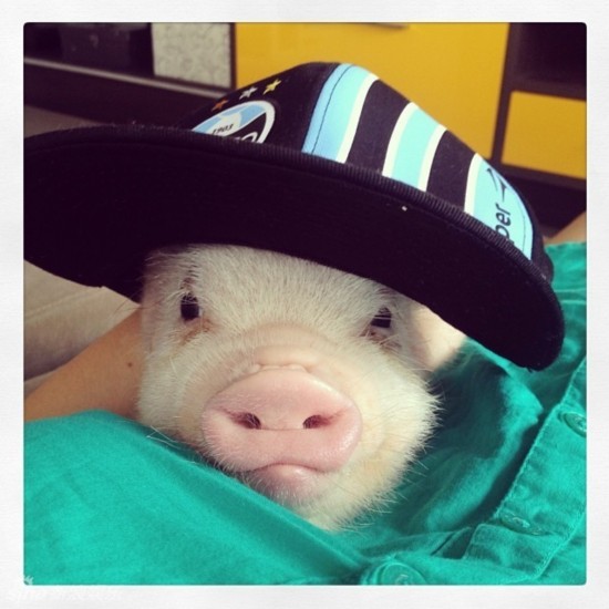 人民网北京4月16日电  (李岩)最近,一只外国的超萌迷你猪在网络爆红